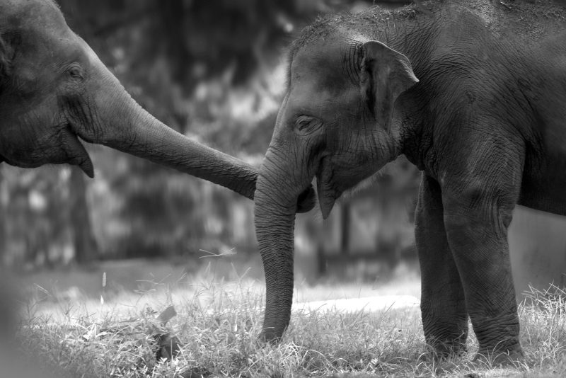elephants-5752536_1280