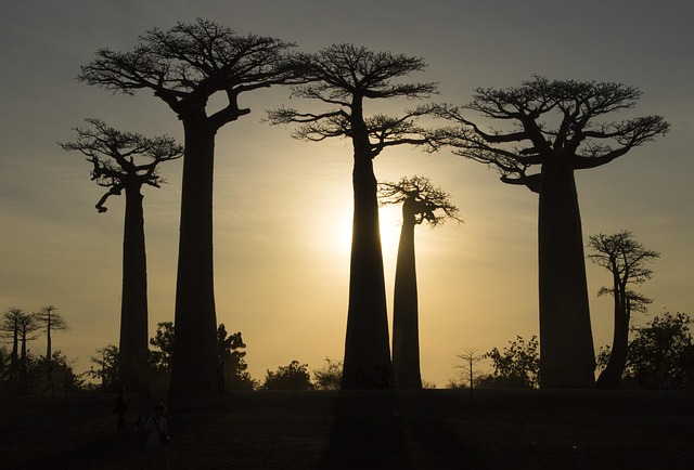 madagascar-4587230_640