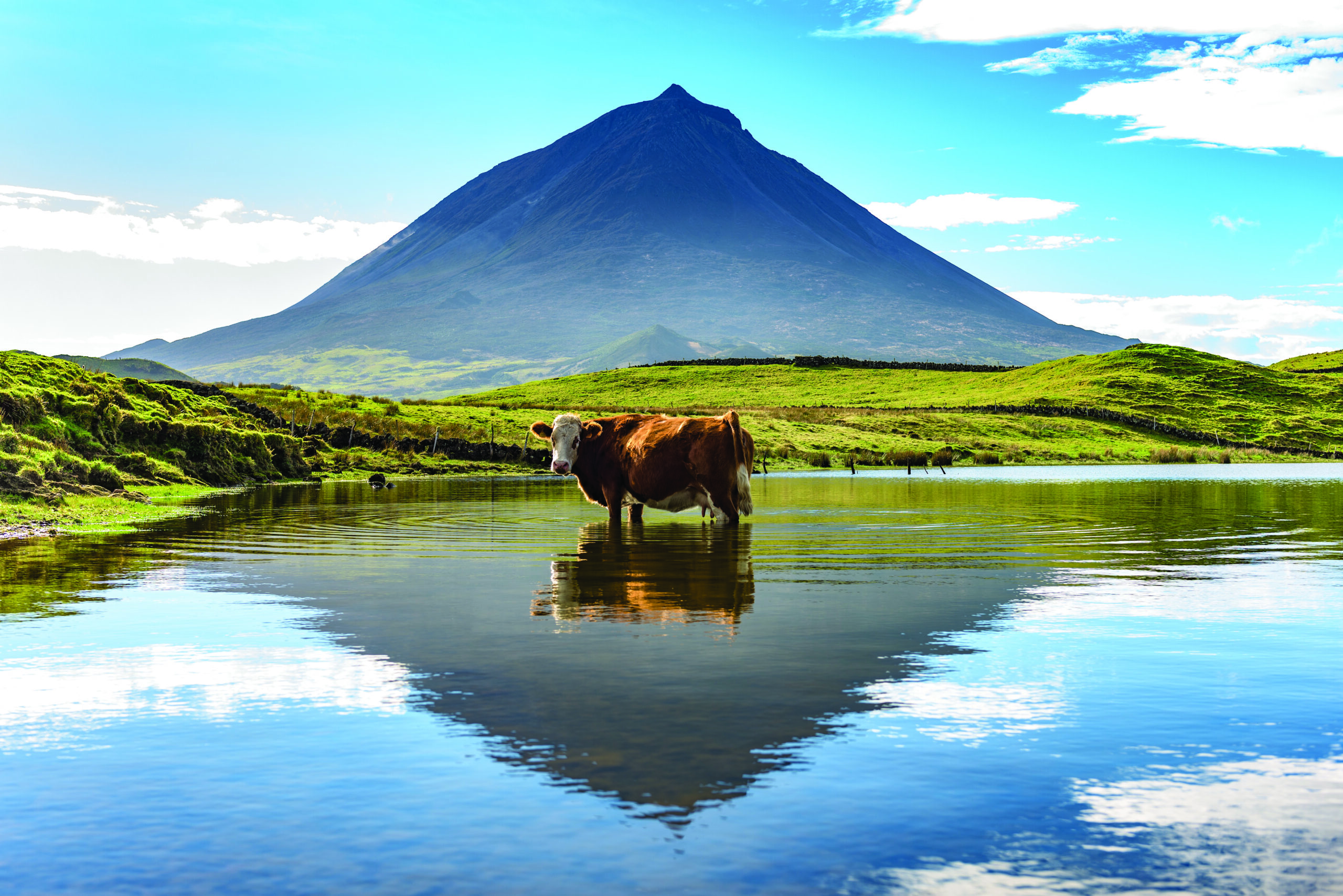 A cow has a moment of rest, standing in a lake near iconic mount Pico, reflected in the water.