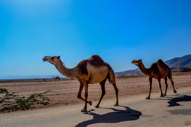 camel-468096_640