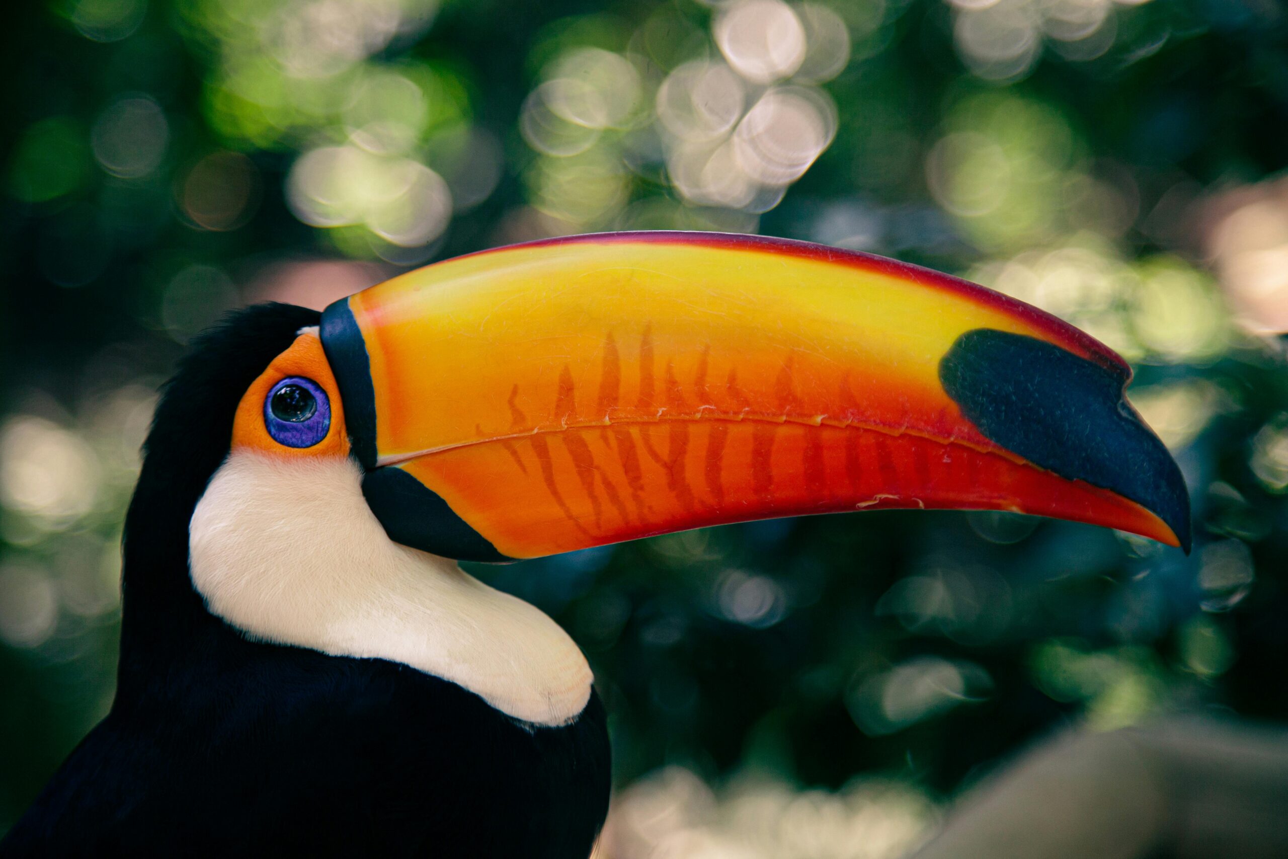 Perù e Amazzonia