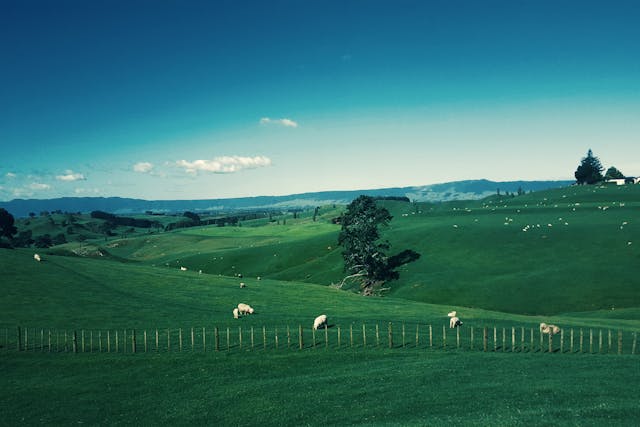 Nuova Zelanda