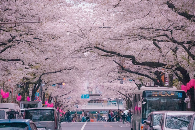 Corea ciliegi in fiore