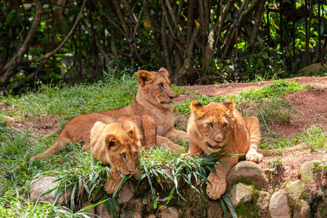 Tanzania