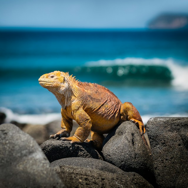 Gal&aacute;pagos