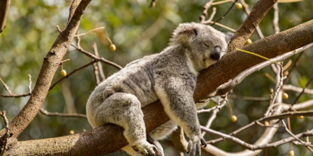 australia
